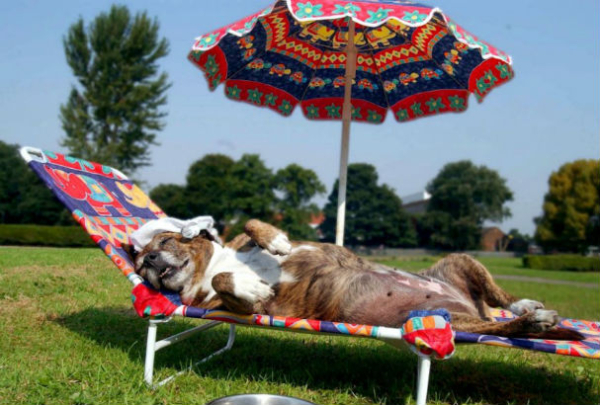 Sun Protection For Your Dog