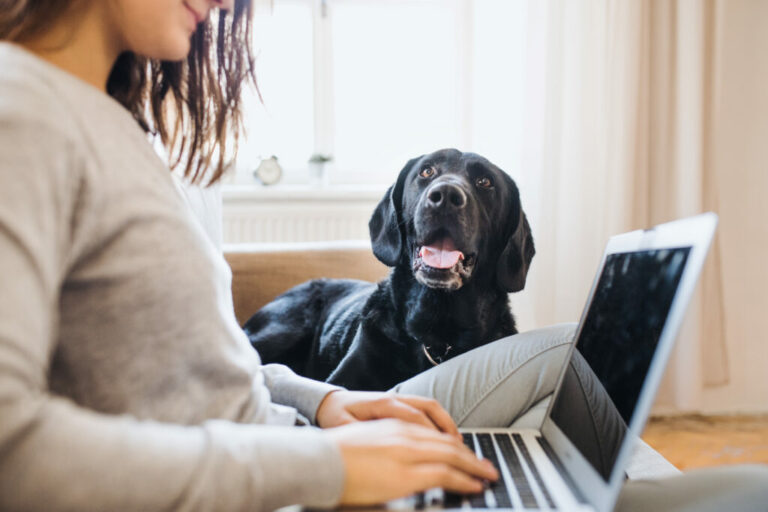 Why You Should Use A Professional Dog Walker-Even If You Work From Home