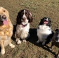 10 Dog Quotes To Make You Smile