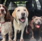 10 Fun Dog Facts
