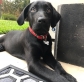 Puppy School