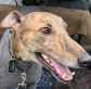 Greyhounds as pets