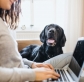 Why You Should Use A Professional Dog Walker-Even If You Work From Home